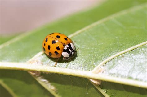 9,000+ Free Miraculous Ladybug & Ladybug Images .